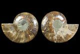 Bargain, Cut & Polished Ammonite Fossil - Madagascar #148059-1